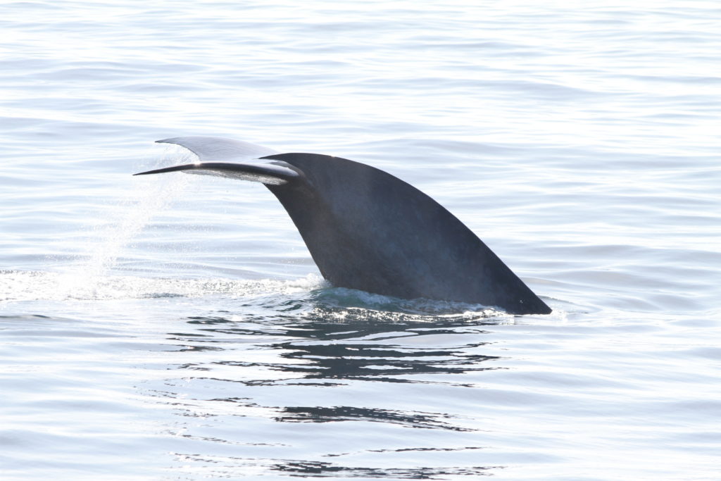 Long Beach Whale Watching - Dreams and Wishing Wells